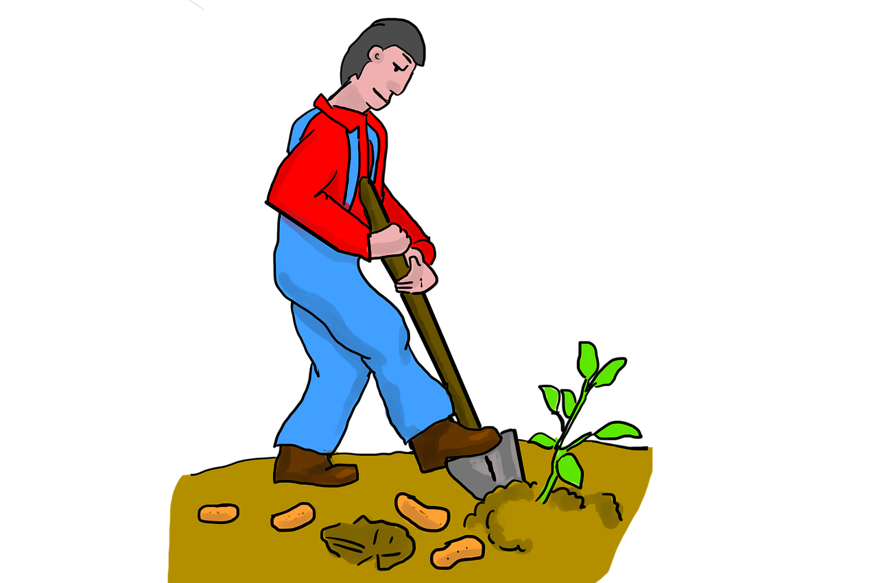 sweet potato  digging  dig free photo