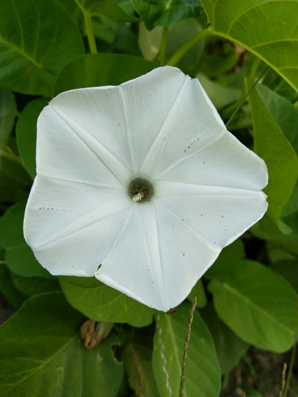 sweet potato  plant  flower free photo