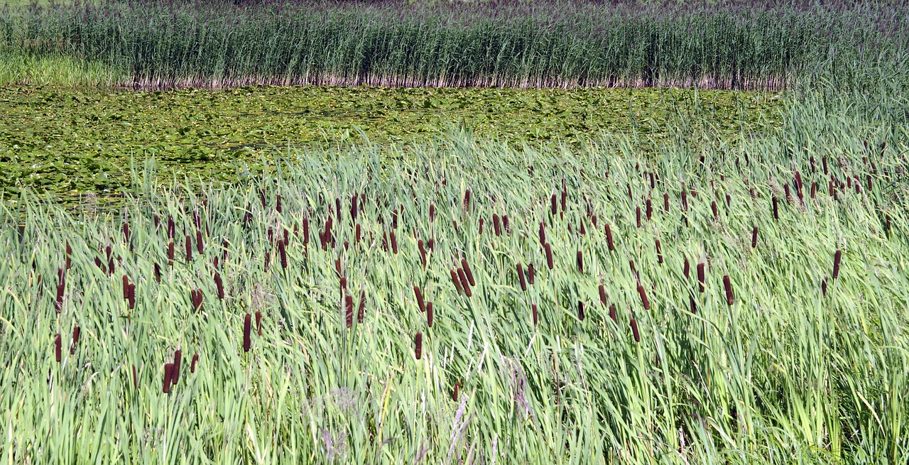 sweet rush truncheon water wetlands free photo