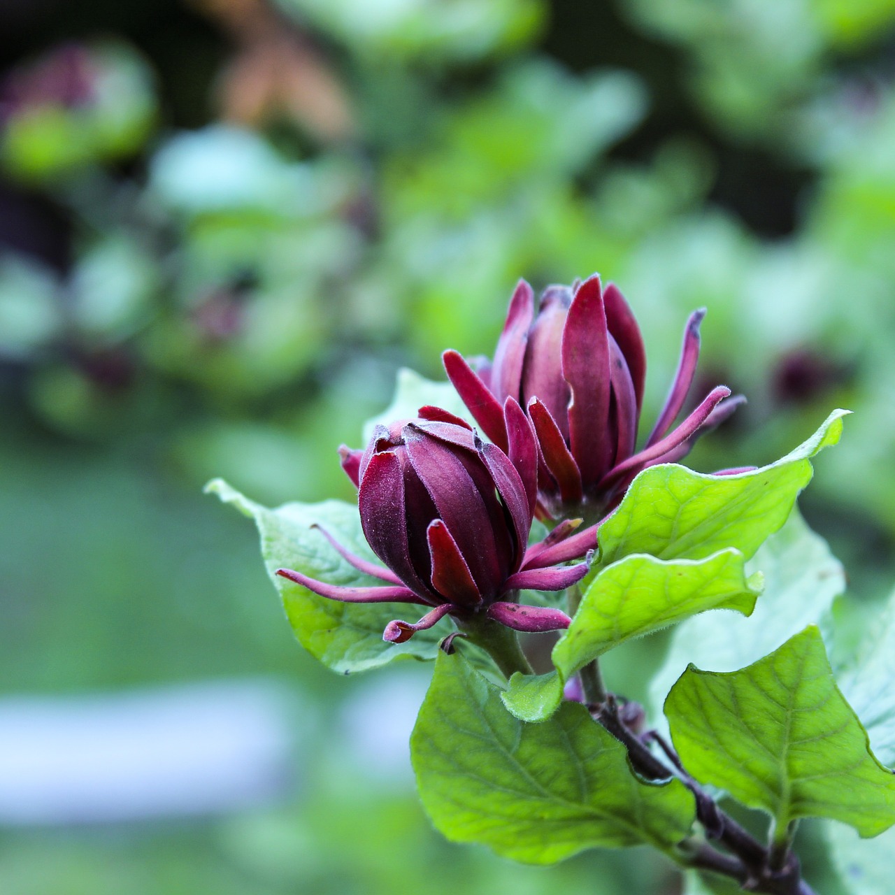 sweet shrub calycanthus floridus dark red free photo