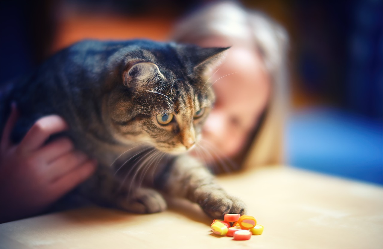 sweet tooth  cat  candy free photo