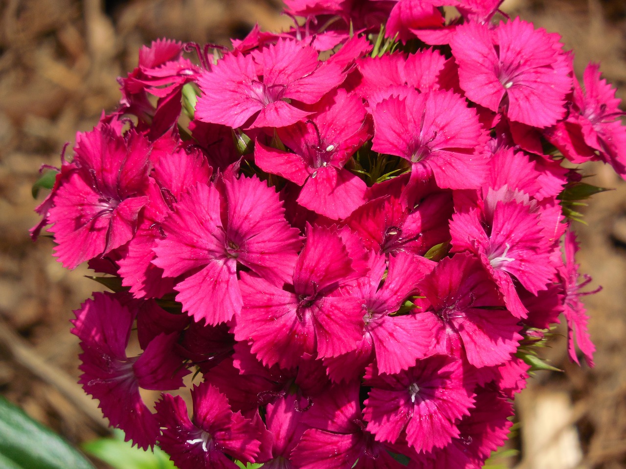 sweet william dianthus flower free photo
