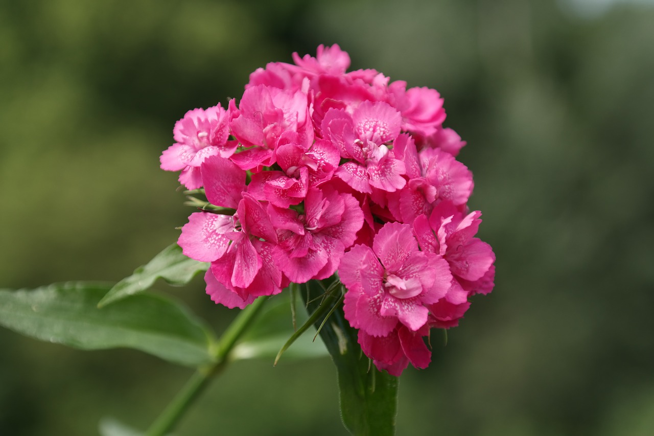 sweet william inflorescence blossom free photo