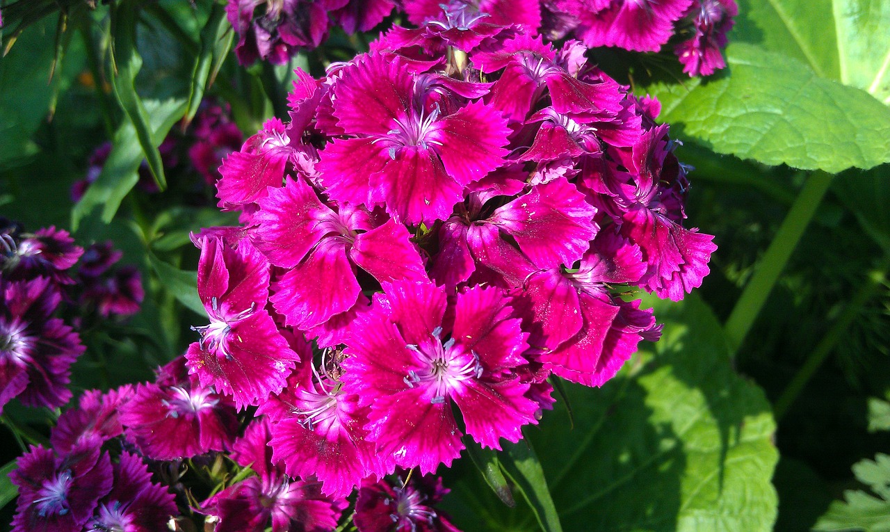 sweet-william clove flower free photo