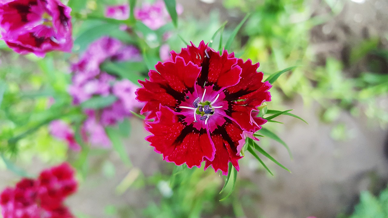 sweet william dianthus carnation free photo