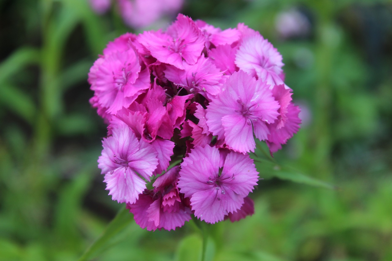 sweet william  carnation  purple free photo