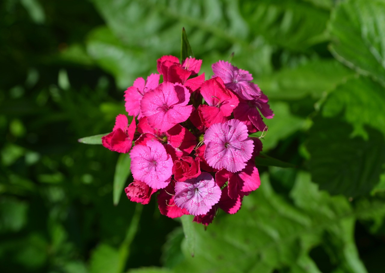 sweet-william  flower  pink flower free photo