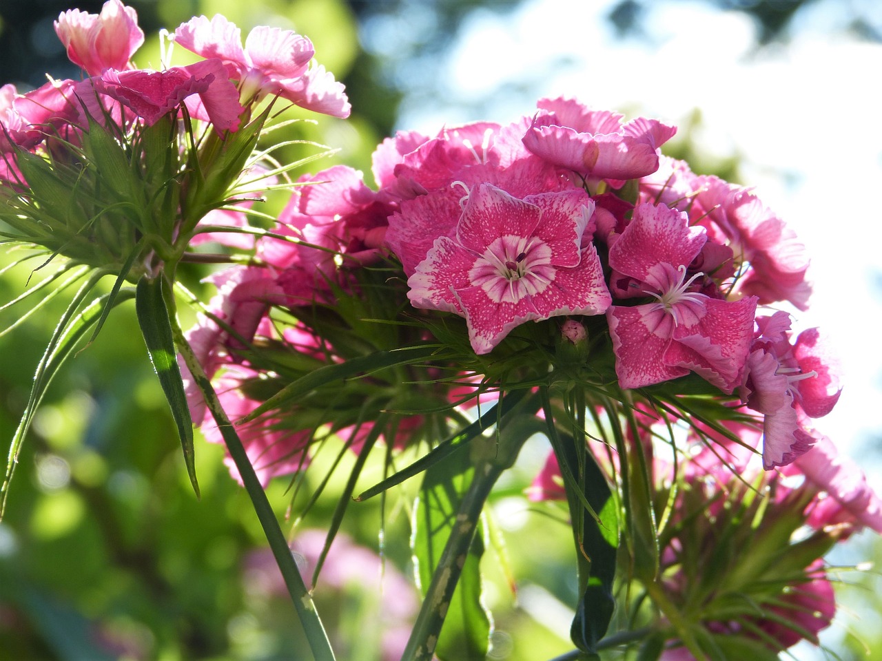 sweet william  blossom  bloom free photo