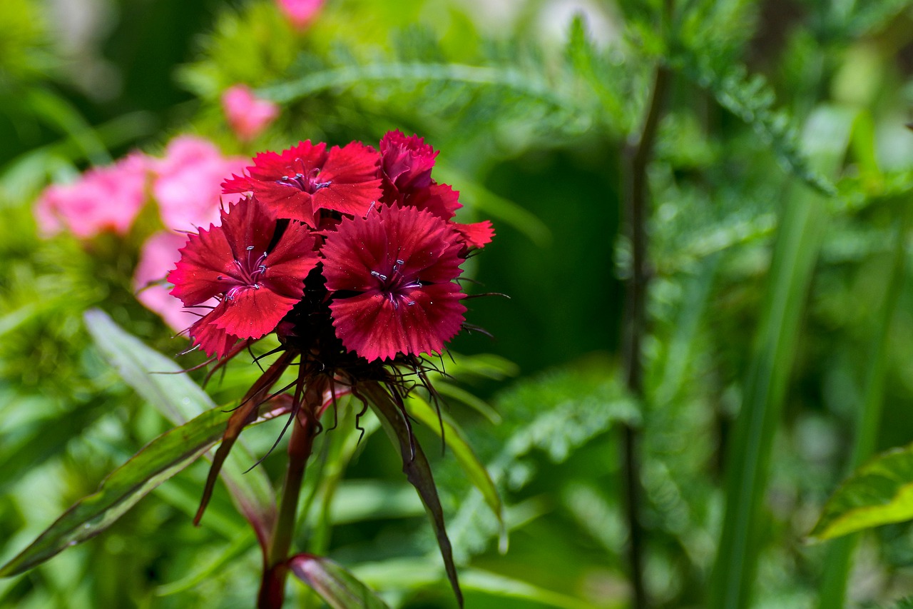 sweet william  red  dianthus free photo