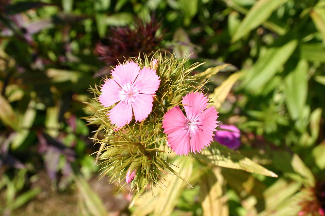 sweet william flower summer free photo