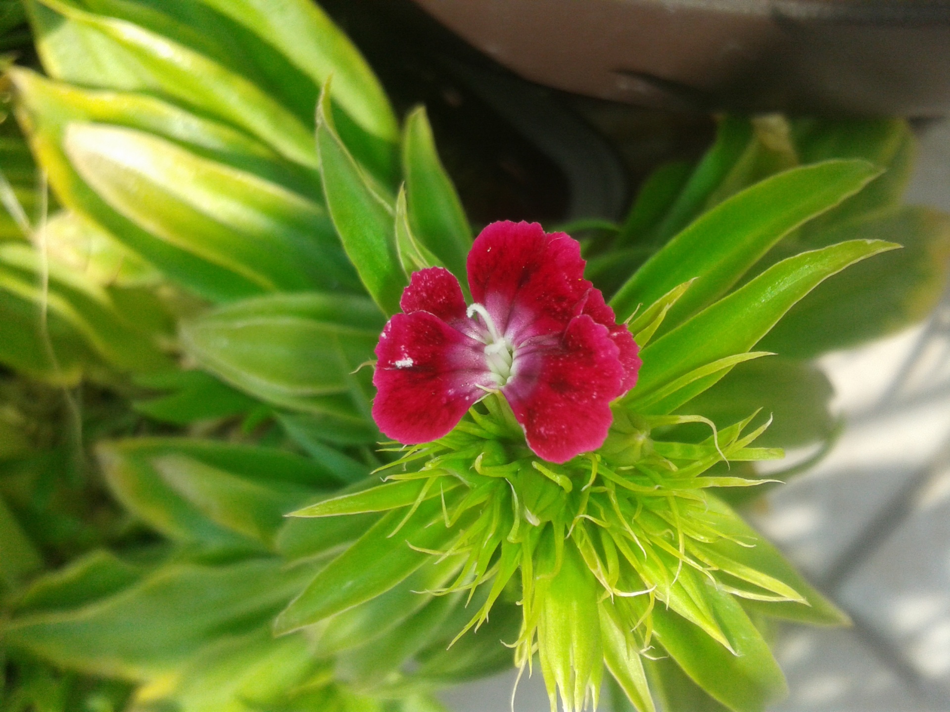 flower sweet william dianthus barbatus free photo