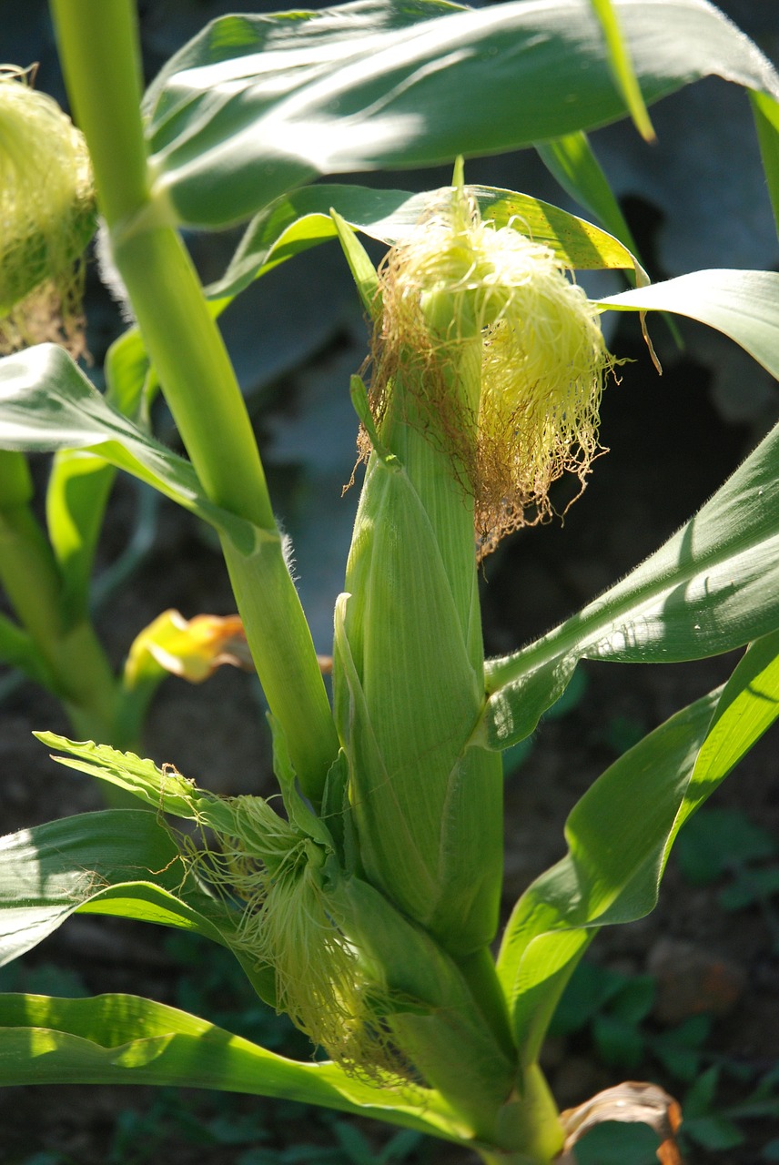 sweetcorn plant cob free photo