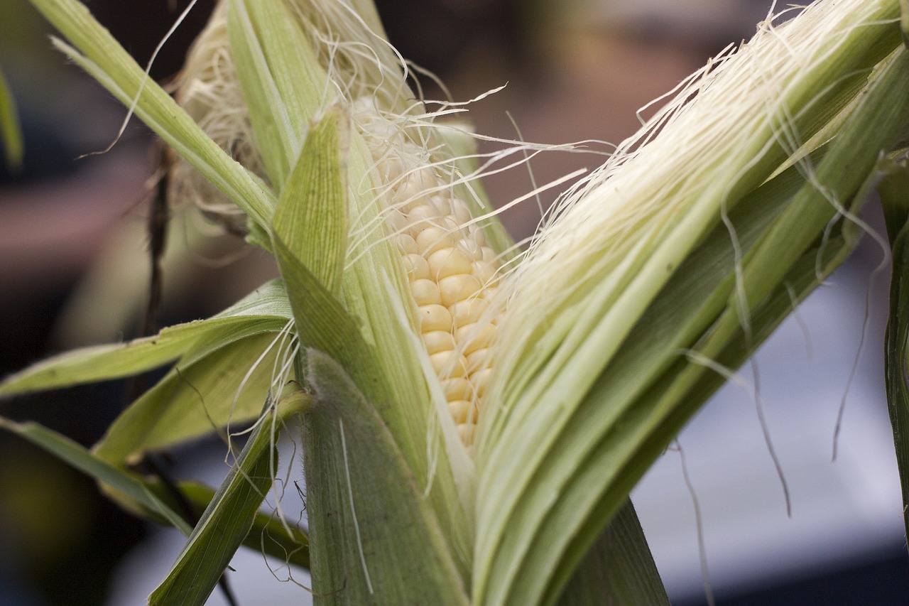 sweetcorn  summer  corn free photo