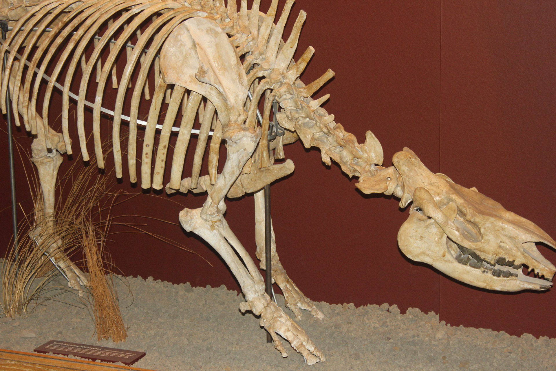 rhino fossil skeleton free photo