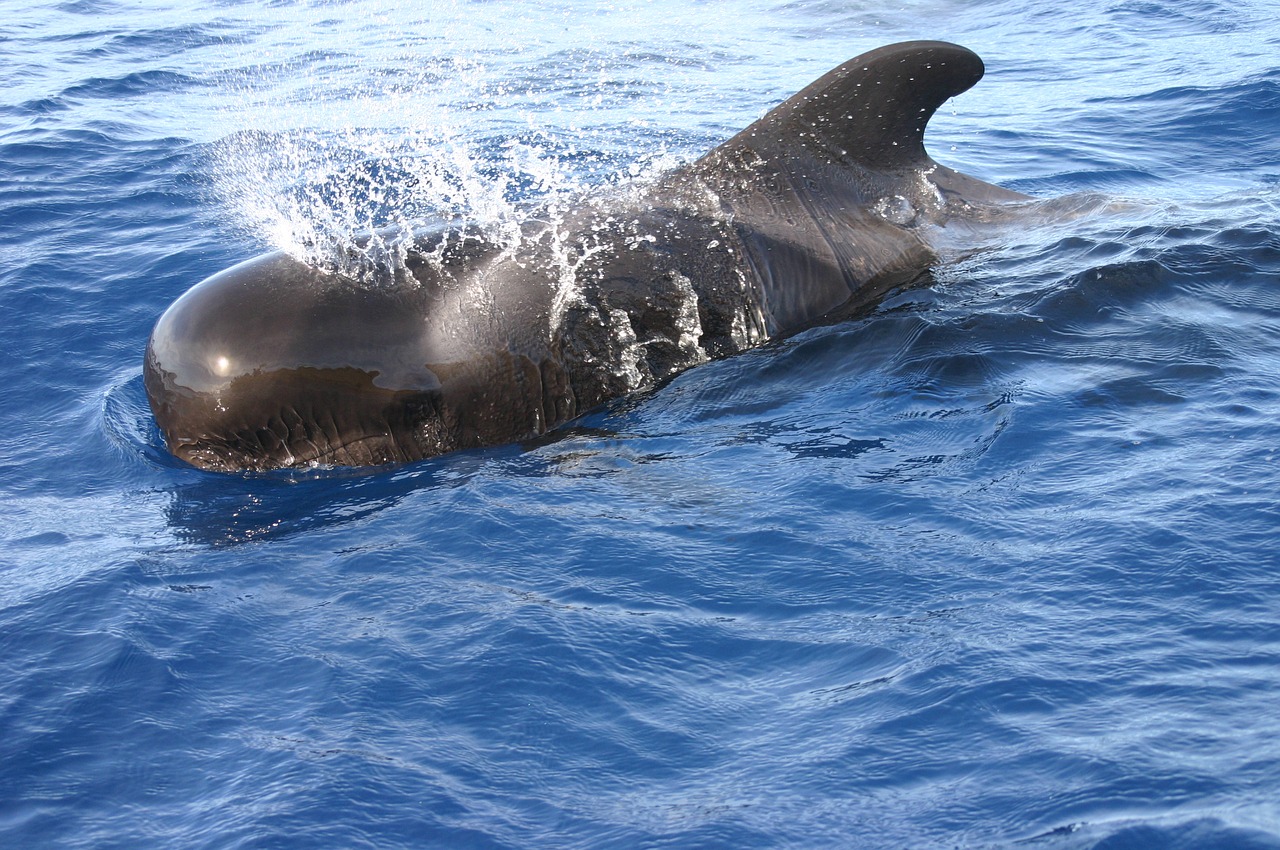 swim sea whales free photo
