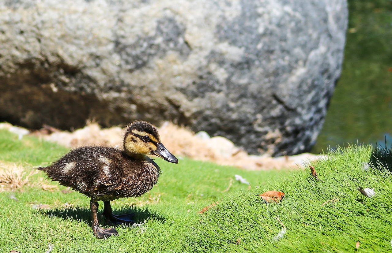 swim  duck  water bird free photo