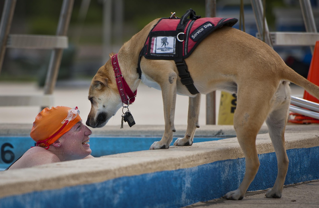 swimmer handicapped service dog free photo