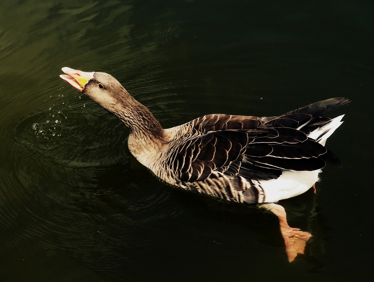 swimming water wildlife free photo