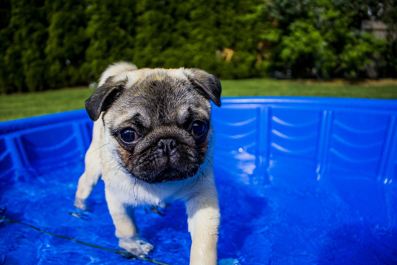 swimming puppy summer free photo