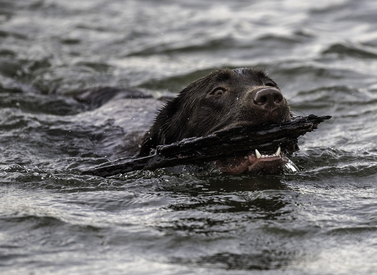 swimming  dog  fetch free photo