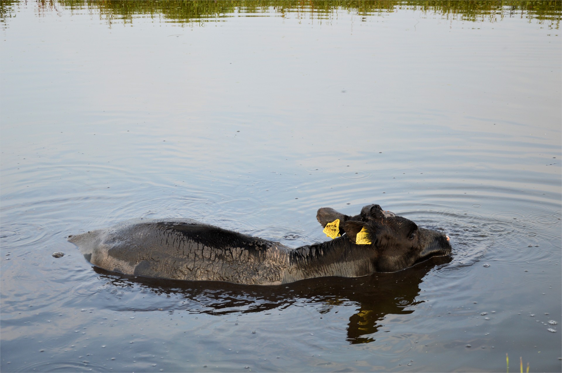 cow swimming farm free photo