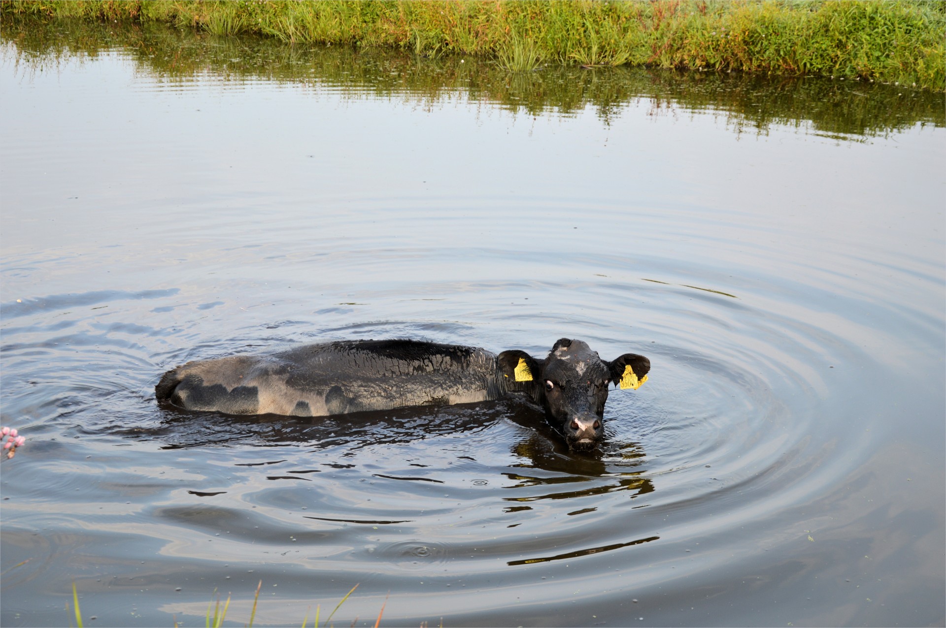 cow swimming farm free photo