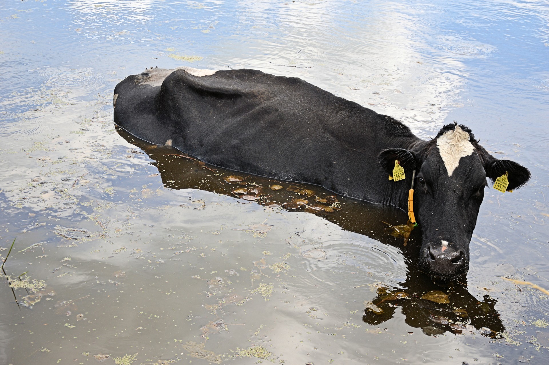 swimming water cow free photo