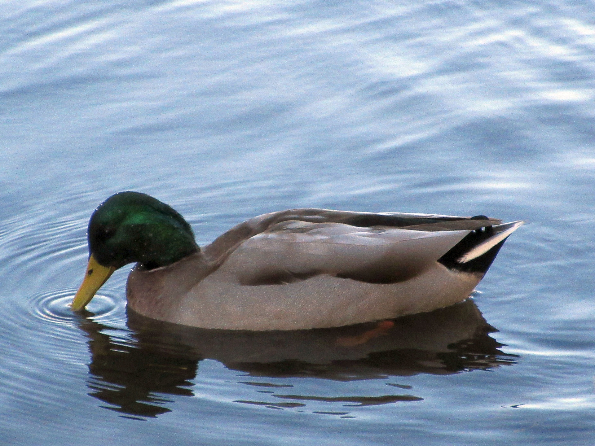 duck canadian swimming free photo