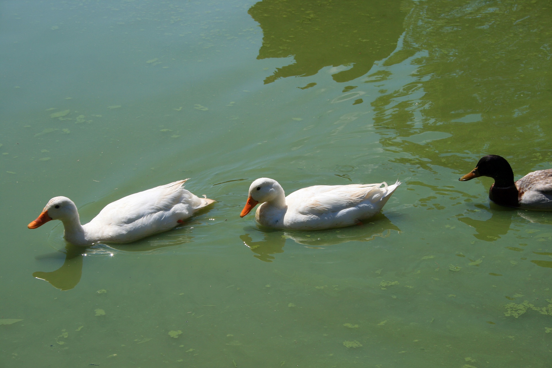ducks white pond free photo