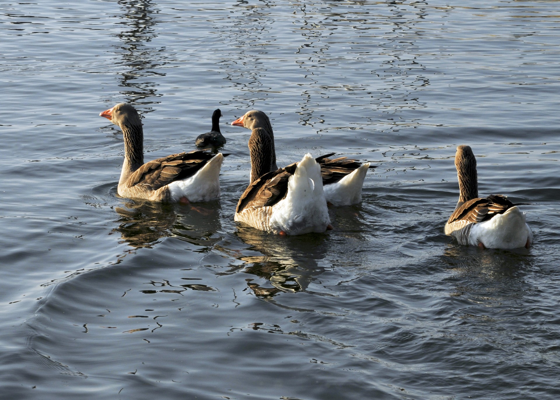 geese goose bird free photo