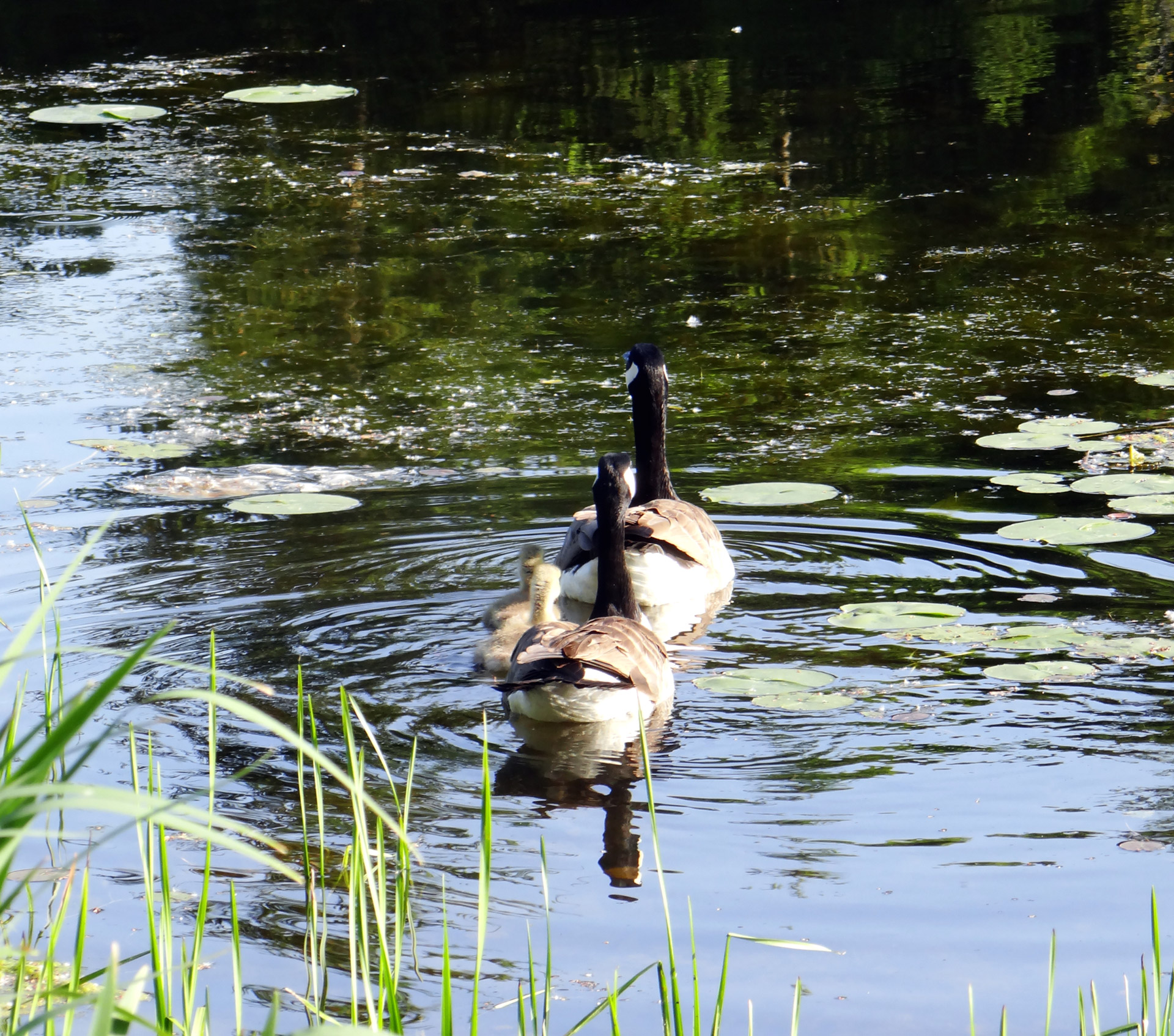 goose goslings swimming lessons free photo