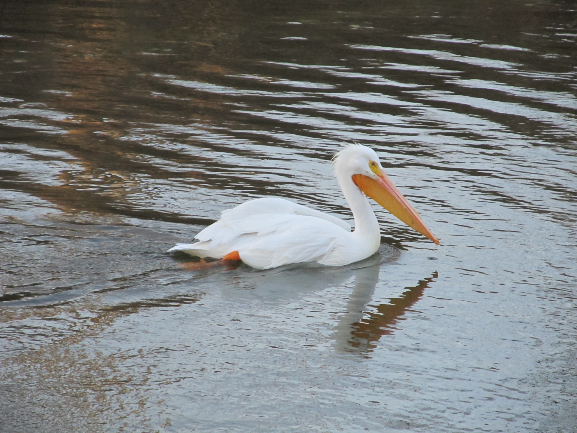 pelican bird water free photo