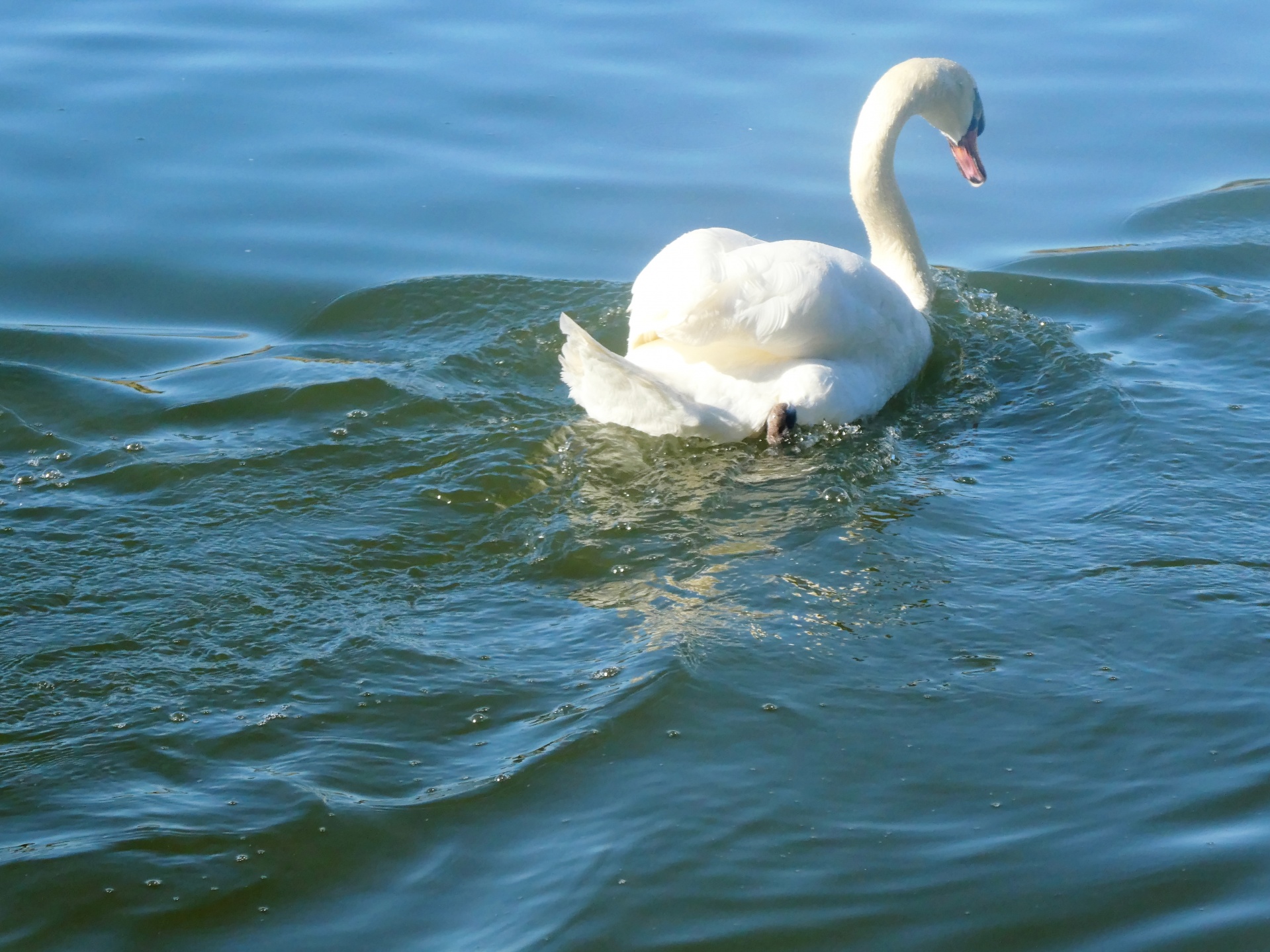 swan swans white swans free photo