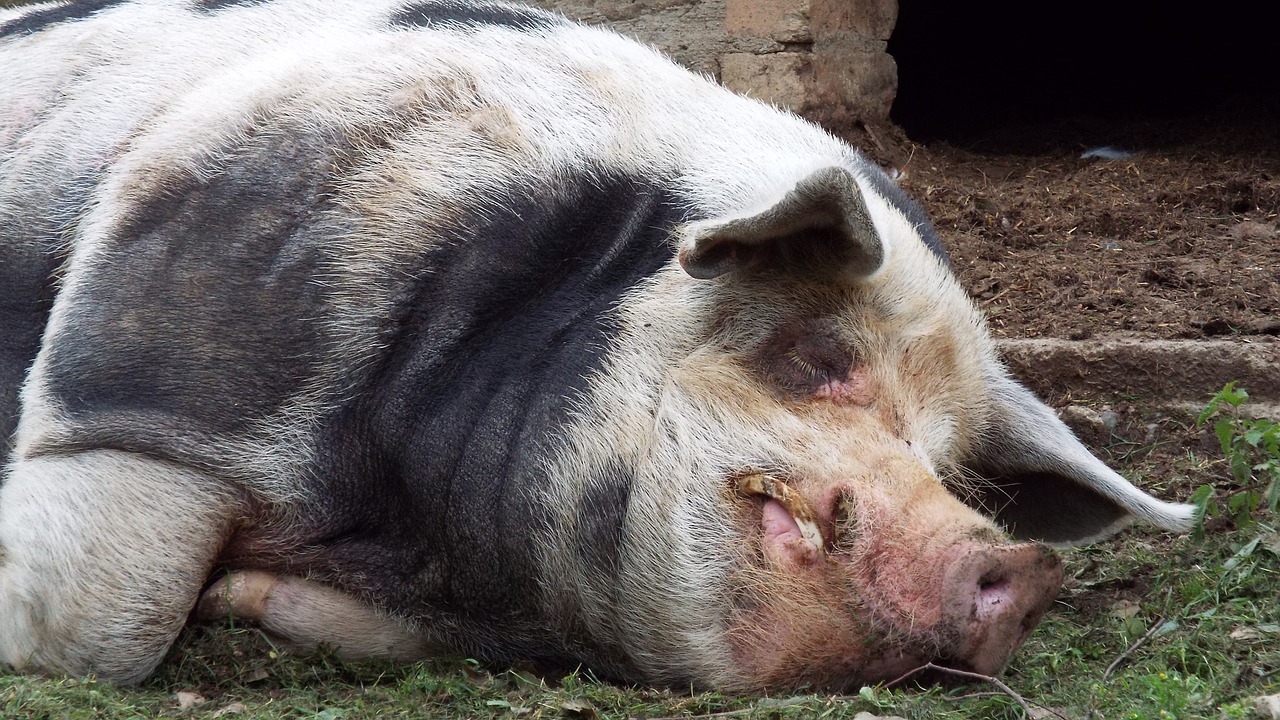 swine hog pig free photo