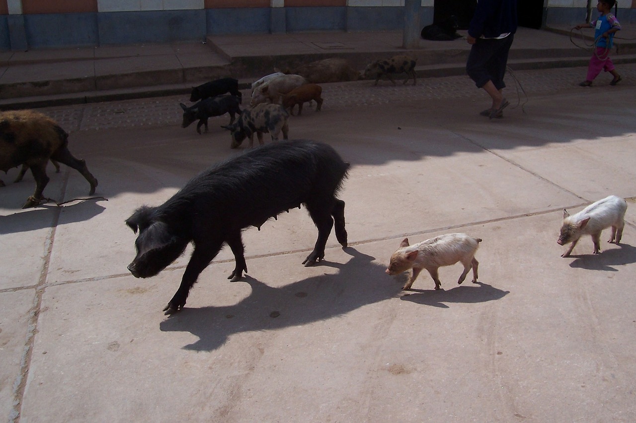 swine pig peru free photo