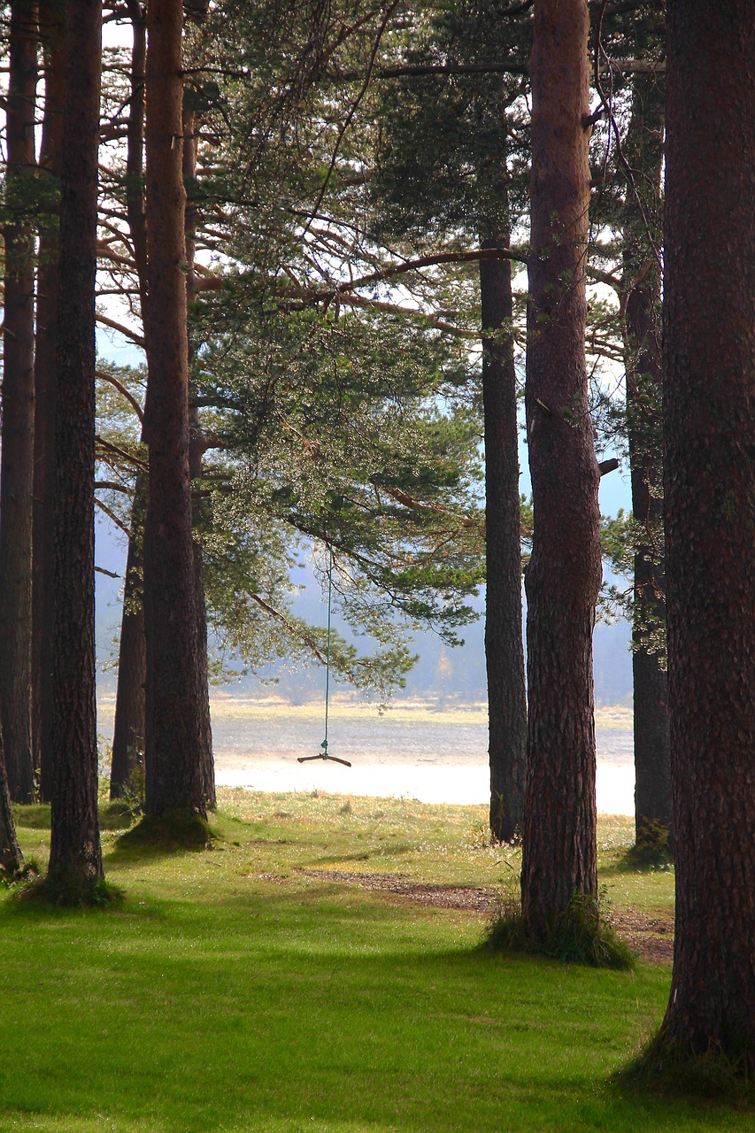 swing tree forest free photo