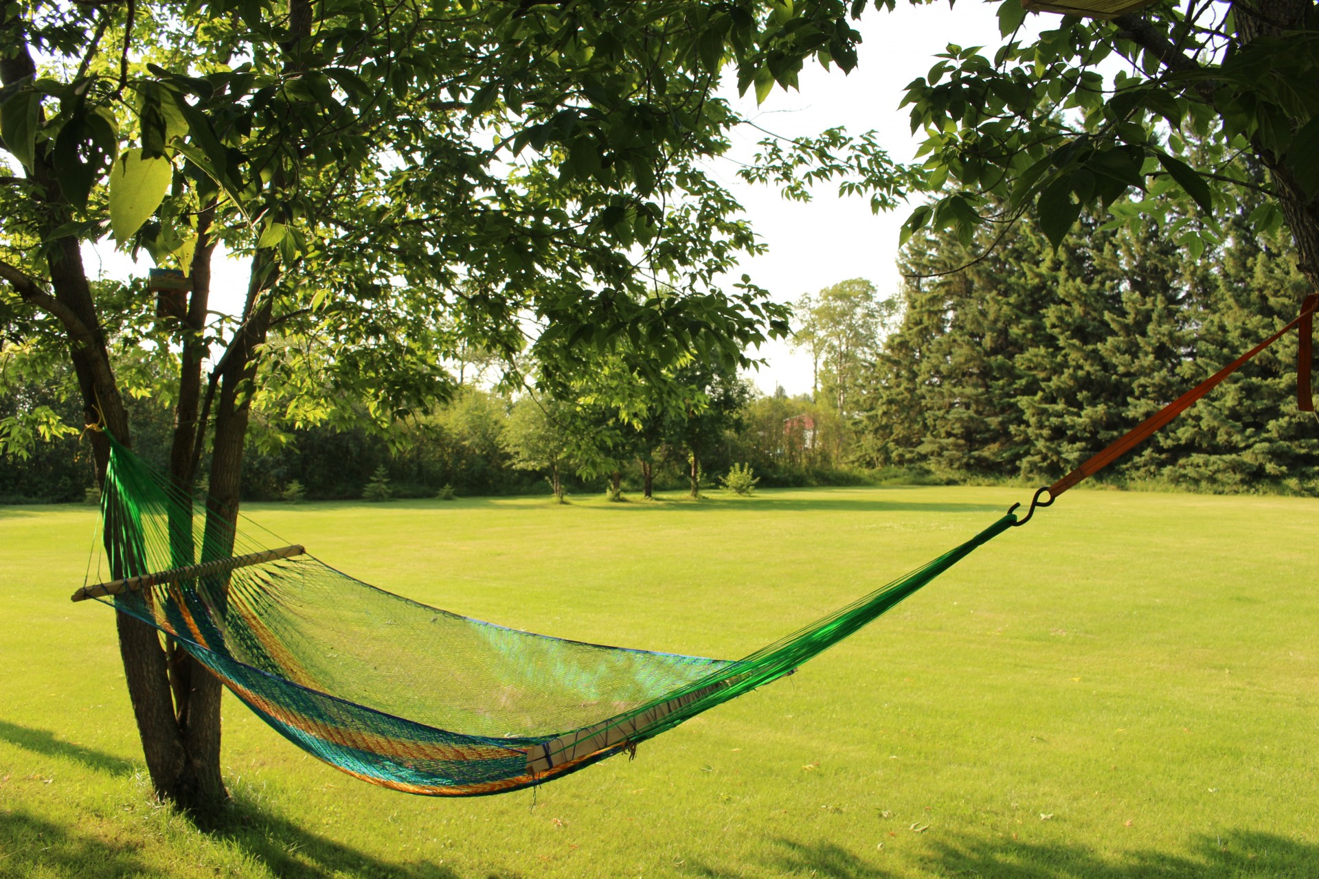 swinging hammock backyard free photo