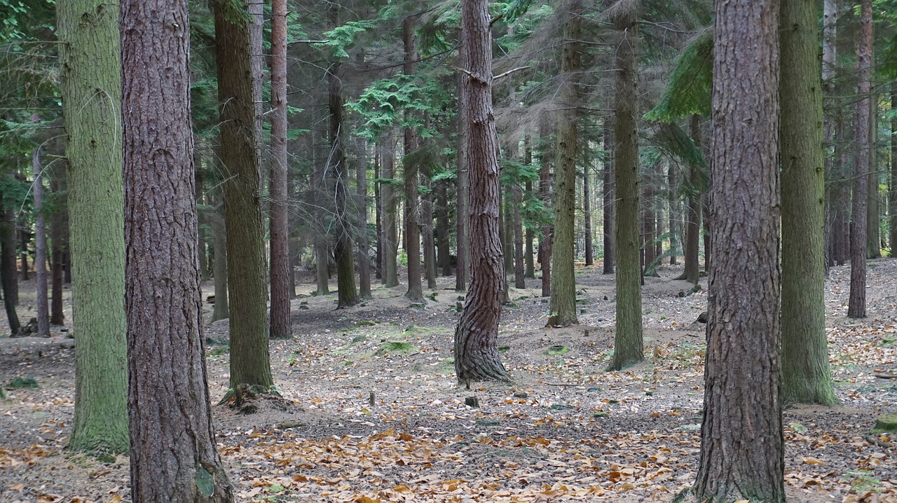 swinley forest england free photo