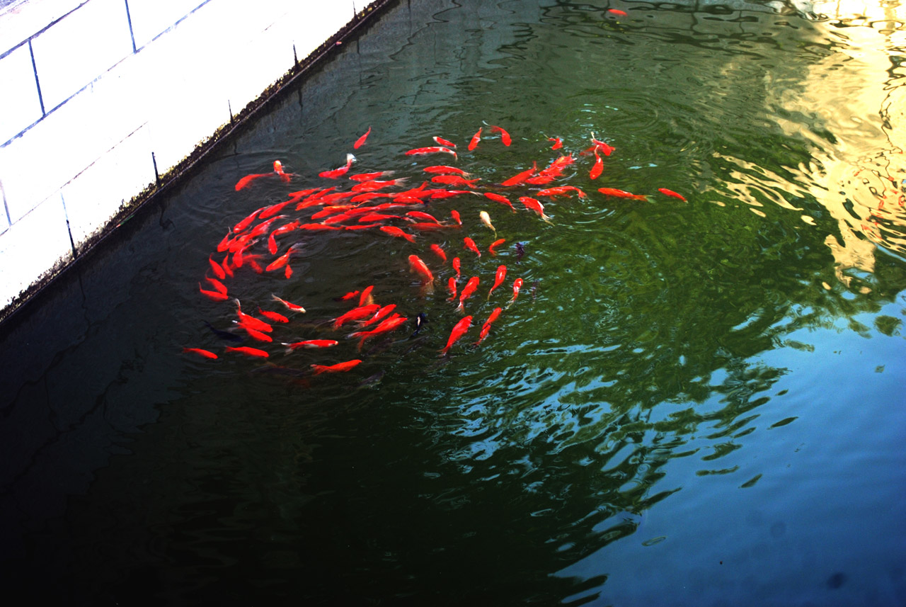 goldfish fish pond free photo