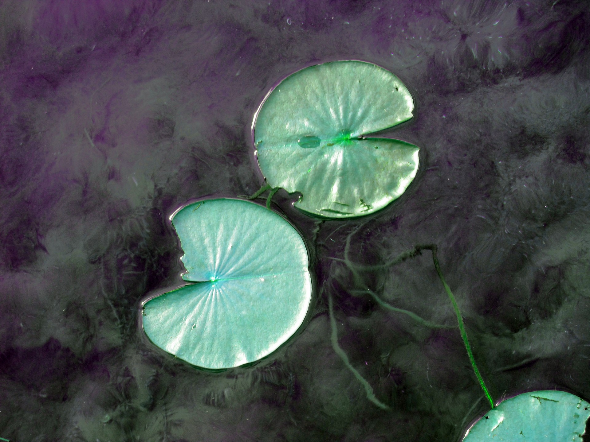 pond lily pads swamp free photo