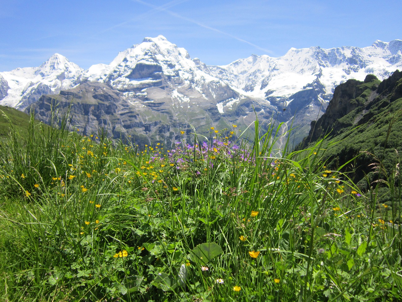 swiss alps alpine free photo