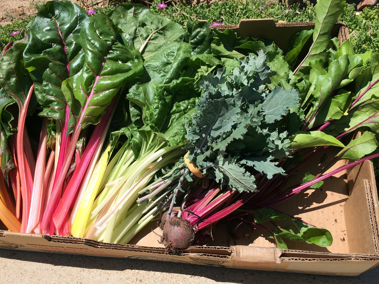 swiss chard vegetables beets free photo