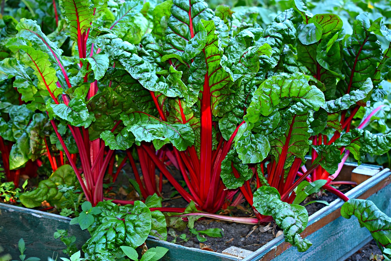 swiss chard  vegetable  kitchen garden free photo