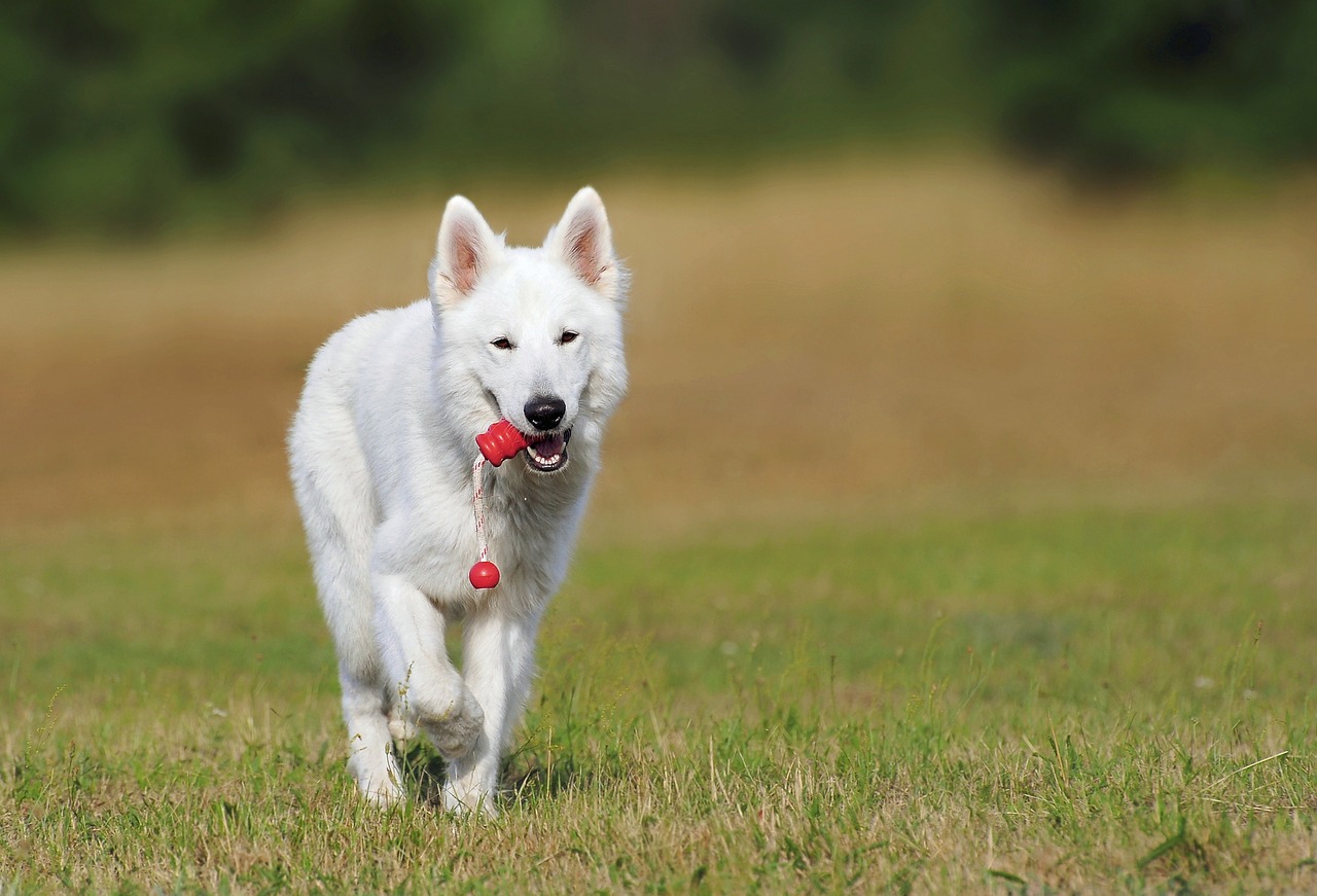 swiss shepherd dog dog white free photo