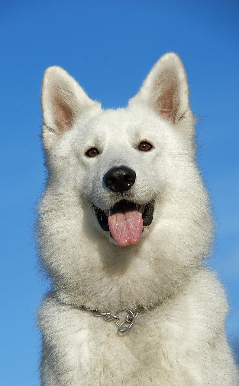 swiss shepherd dog dog pet free photo