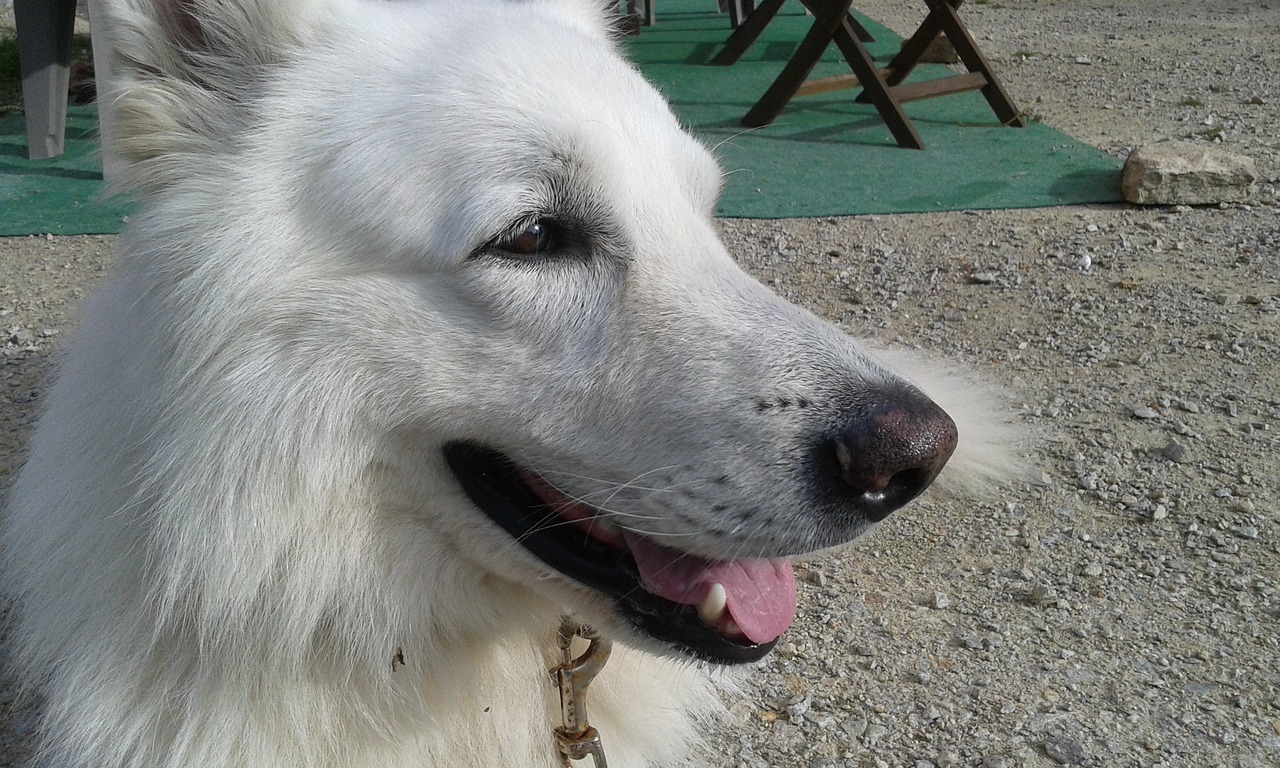 swiss white shepherd dog animals free photo