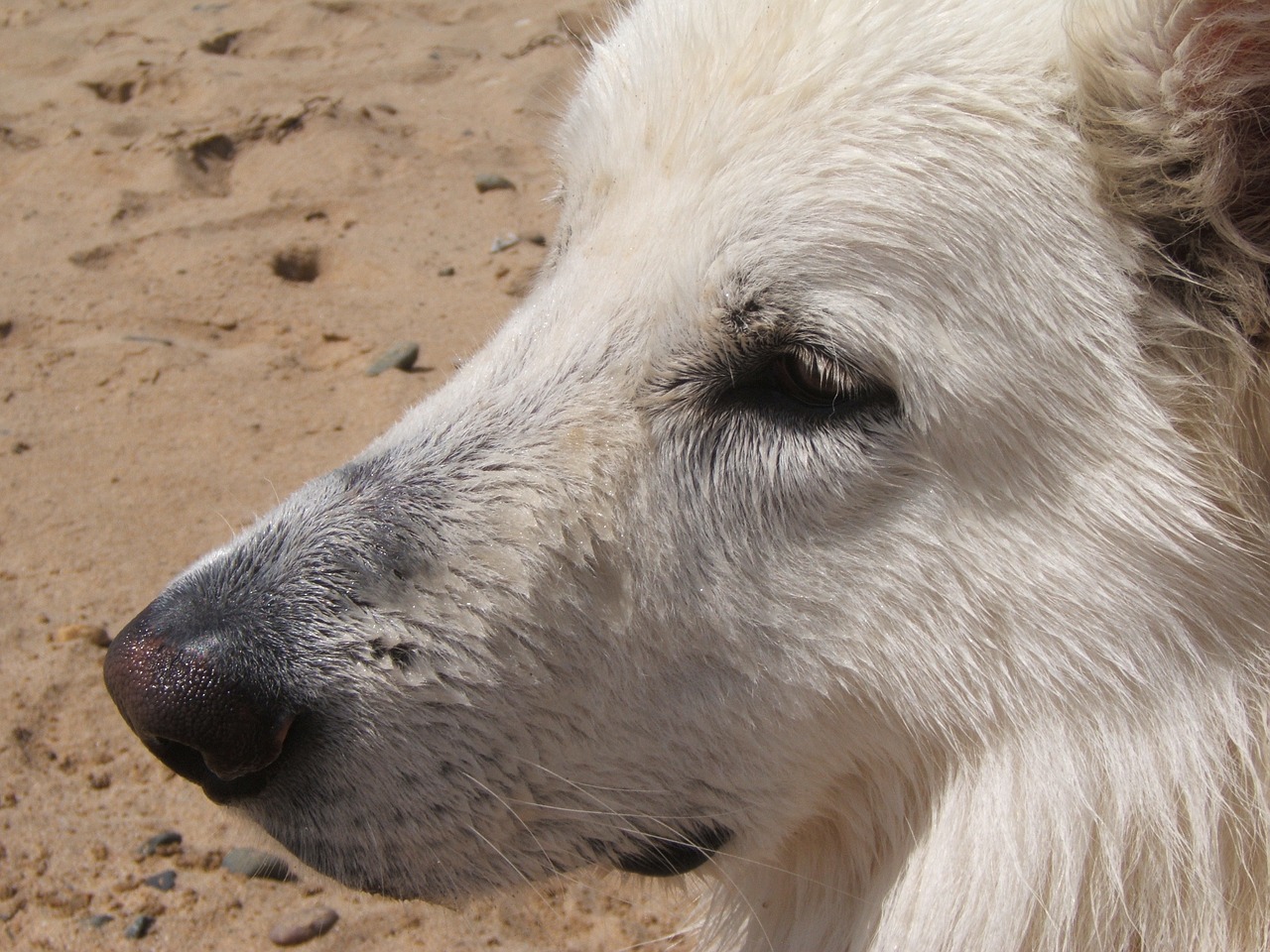 swiss white shepherd white dog dog free photo