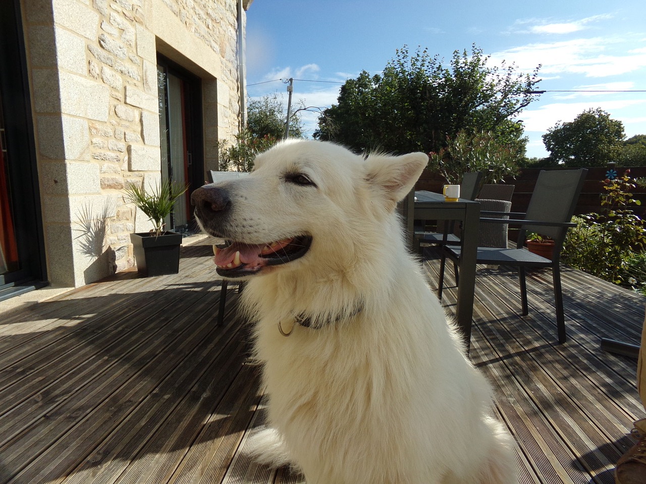 swiss white shepherd white dog dog free photo