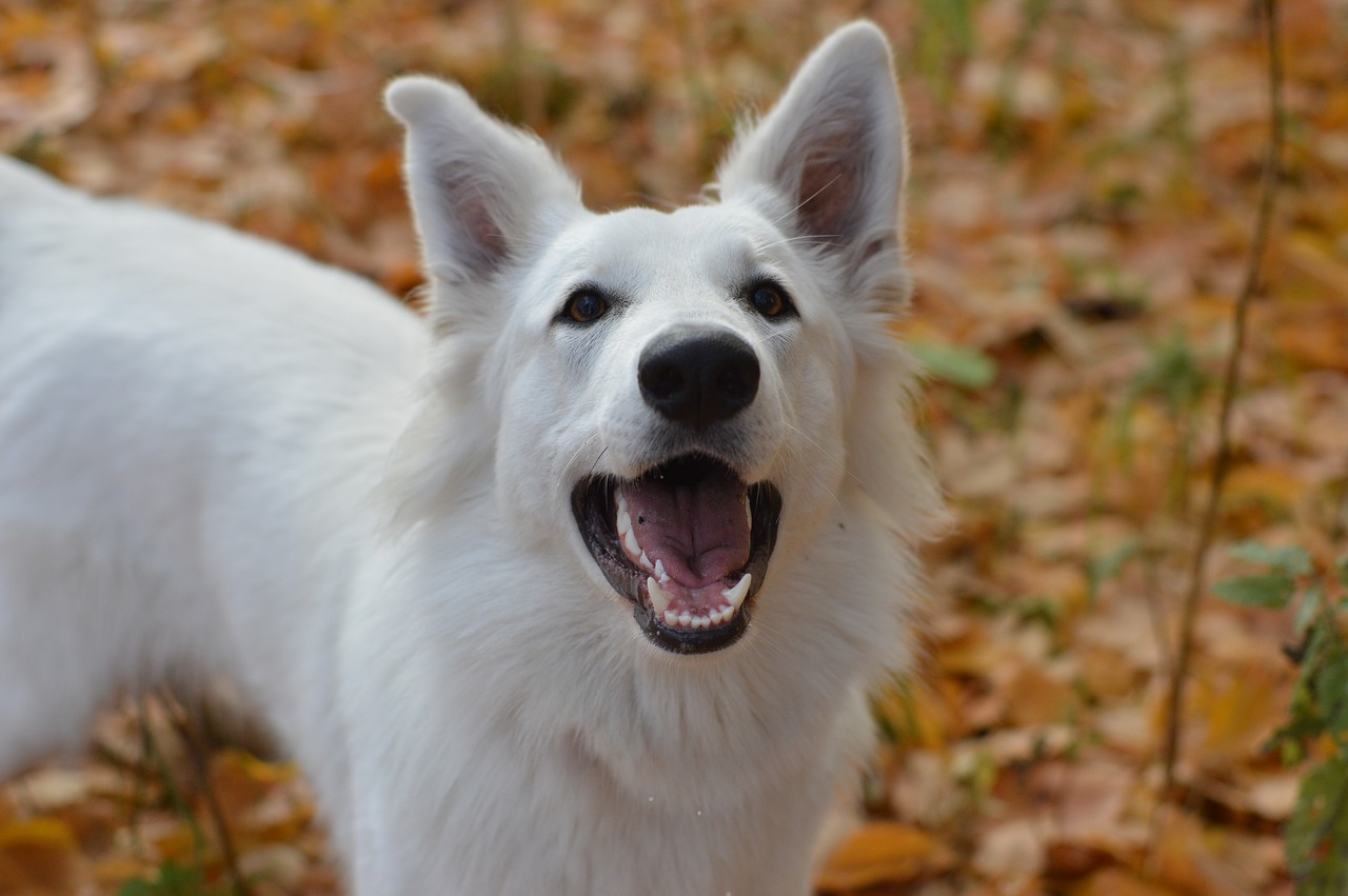 swiss white shepherd white dog autumn free photo