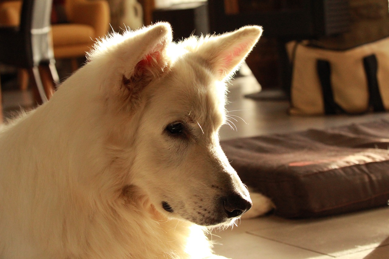 swiss white shepherd  animals  dog free photo